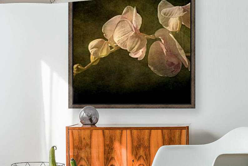 Orchid by Barbara Corvino