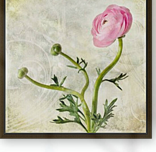 Pink buttercup by Barbara Corvino