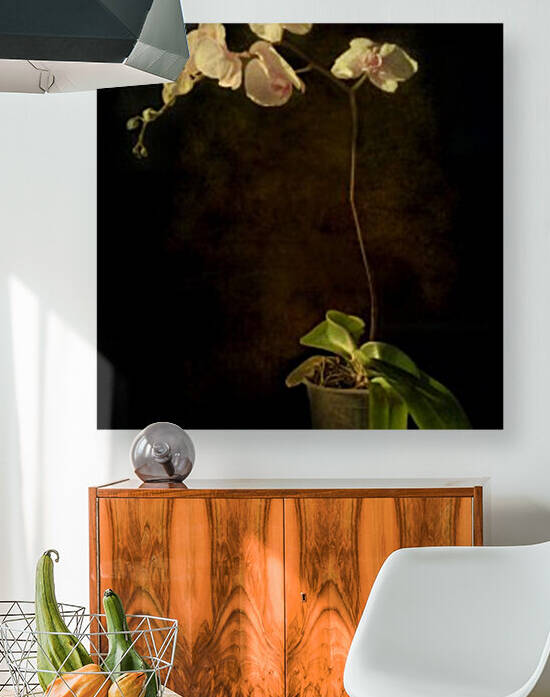Orchid by Barbara Corvino