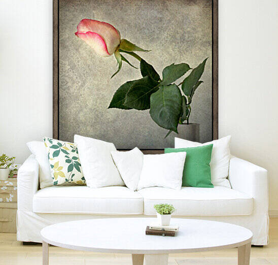 Antique rose by Barbara Corvino