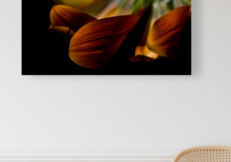 Brown velvet by Barbara Corvino