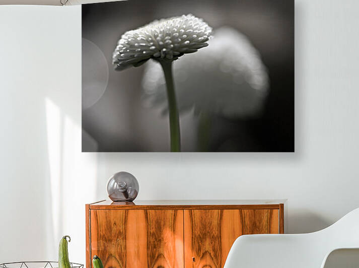 Pompom daisy by Barbara Corvino