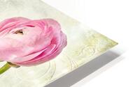 Pink buttercup HD Metal print