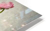Pink buttercup HD Metal print
