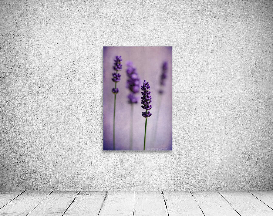 Lavenders Wall Preview