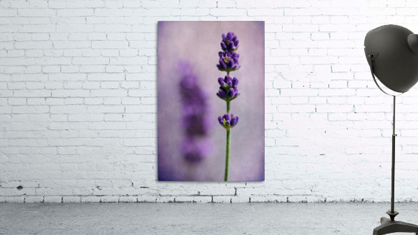 Lavender Wall Preview