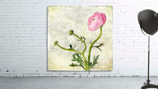Pink buttercup Wall Preview