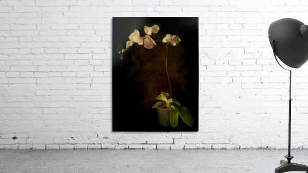 Orchid Wall Preview