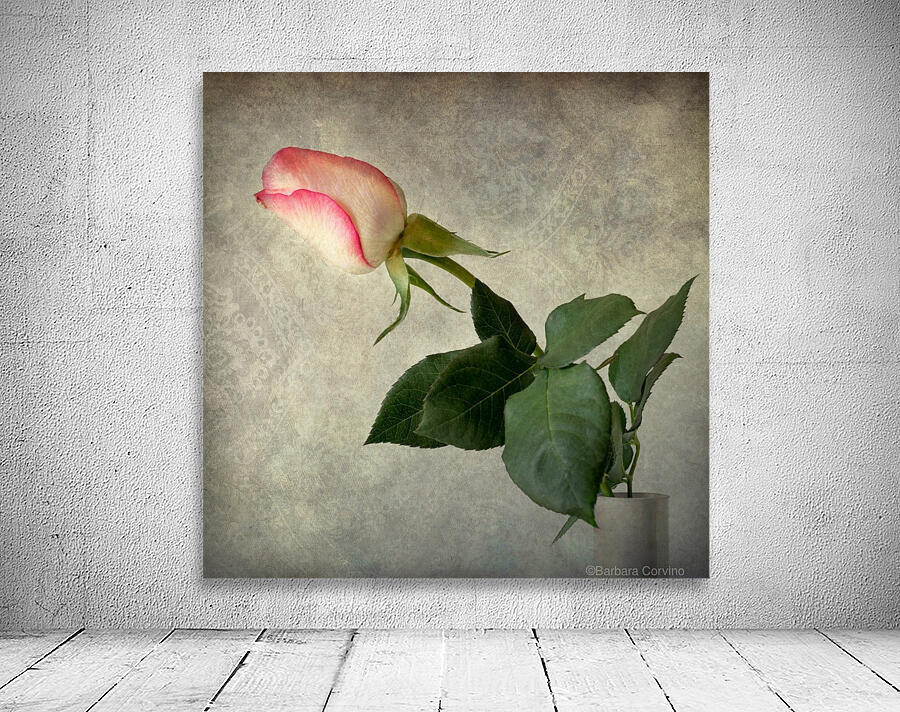 Antique rose Wall Preview