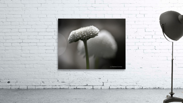 Pompom daisy Wall Preview