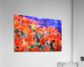 Flowers Acrylic Print