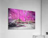 Dry Oak Acrylic Print