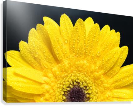 Yellow Gerber Daisy Canvas Print