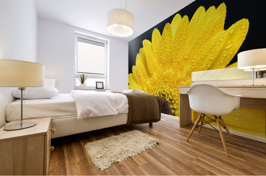 Yellow Gerber Daisy Mural print
