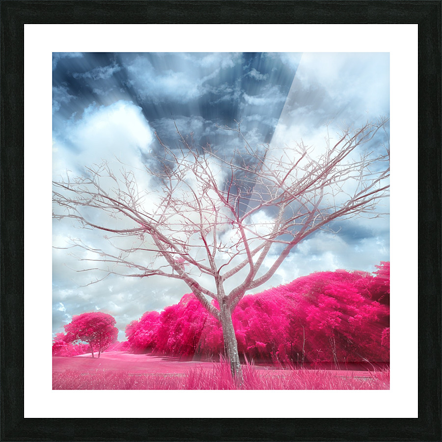 Pygmybirch Picture Frame print