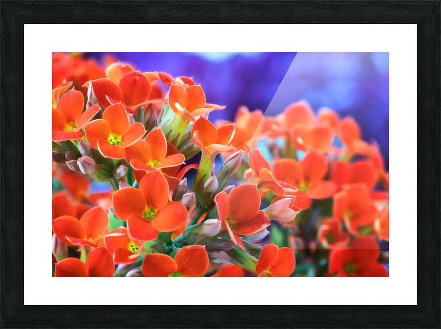 Flowers Picture Frame print
