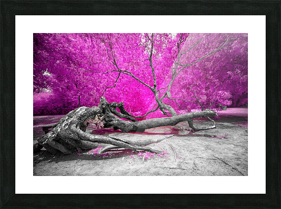 Dry Oak Picture Frame print