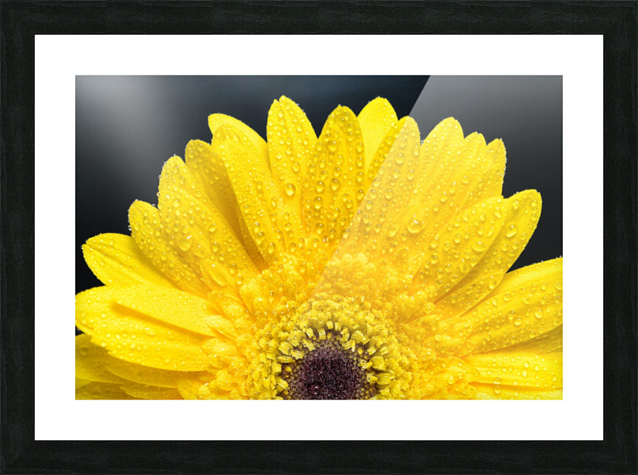 Yellow Gerber Daisy Picture Frame print