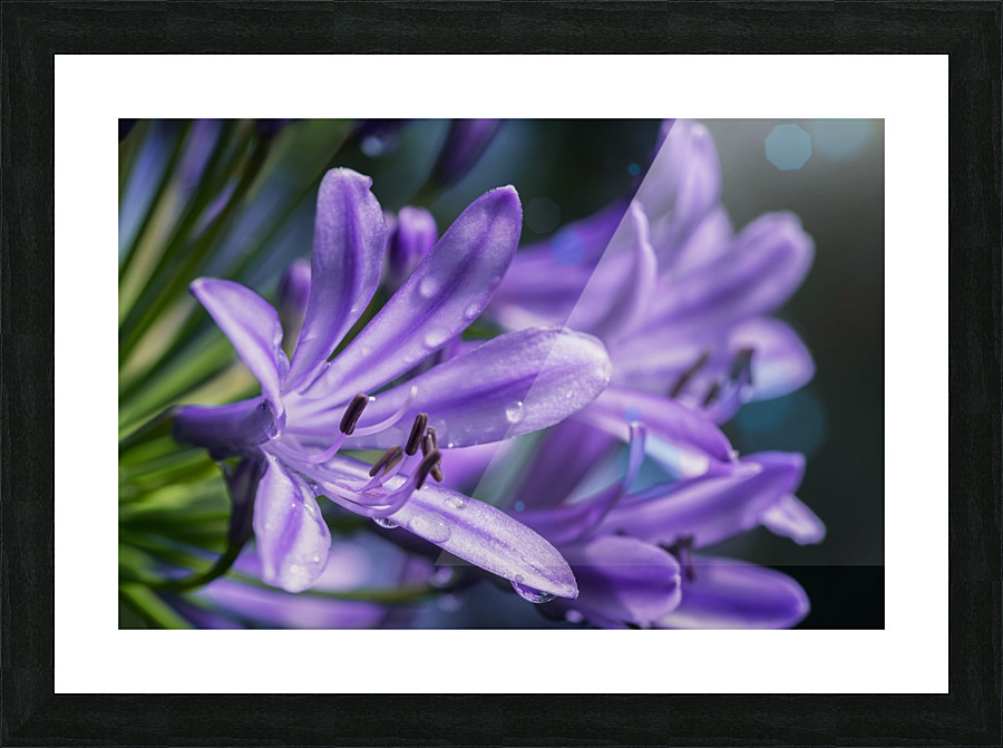 Lilium Flower Picture Frame print
