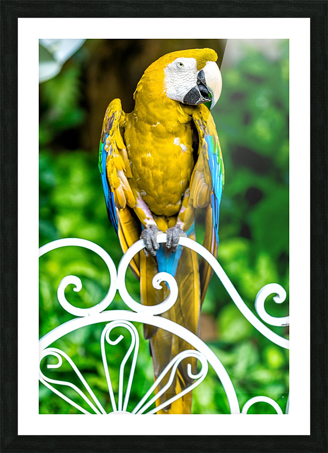 Macaw Picture Frame print