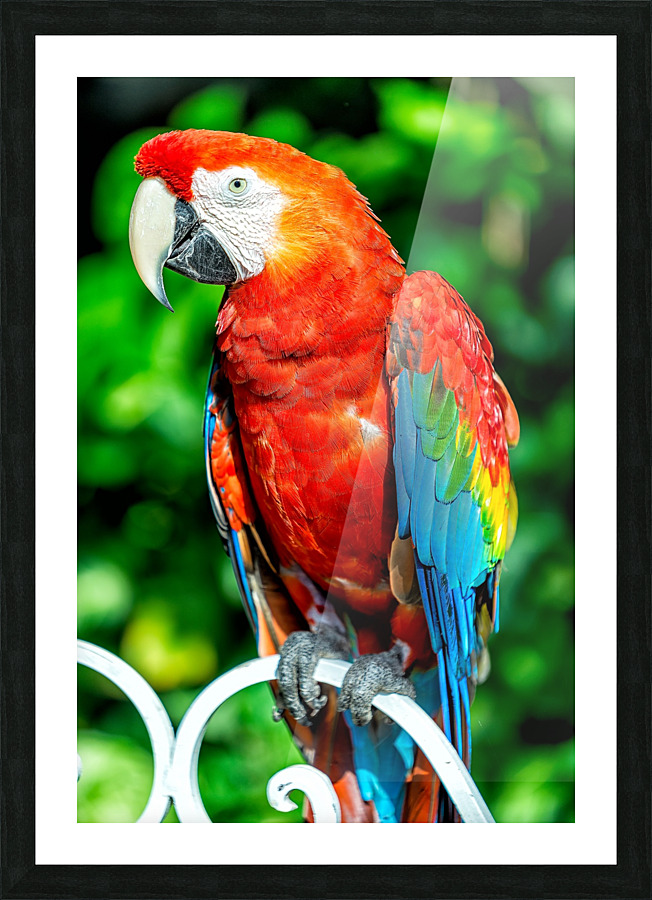 Red Macaw Picture Frame print