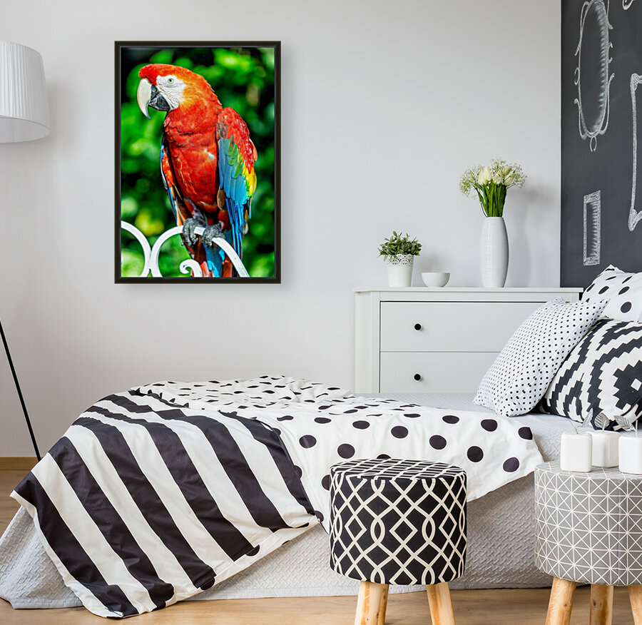 Red Macaw Reproduction