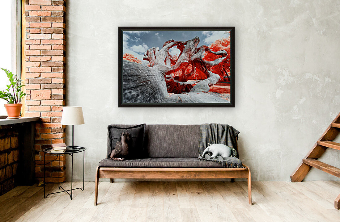 Mediterranean Reproduction