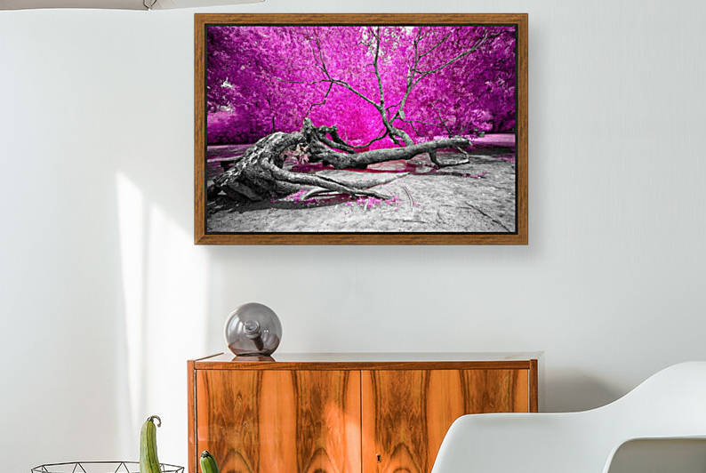 Dry Oak by Glauco Meneghelli