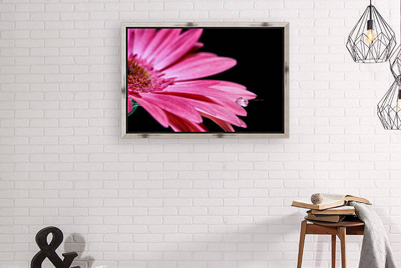 Water Drop Pink Gerber Daisy by Glauco Meneghelli