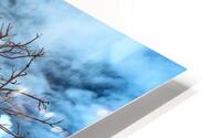 Up Close with Bathing Insight HD Metal print