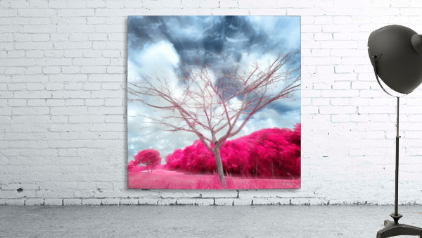 Pygmybirch Wall Preview