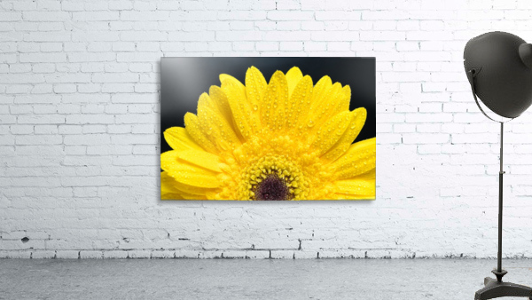 Yellow Gerber Daisy Wall Preview