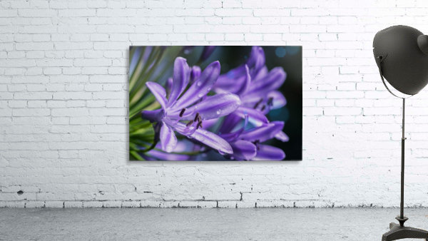 Lilium Flower Wall Preview