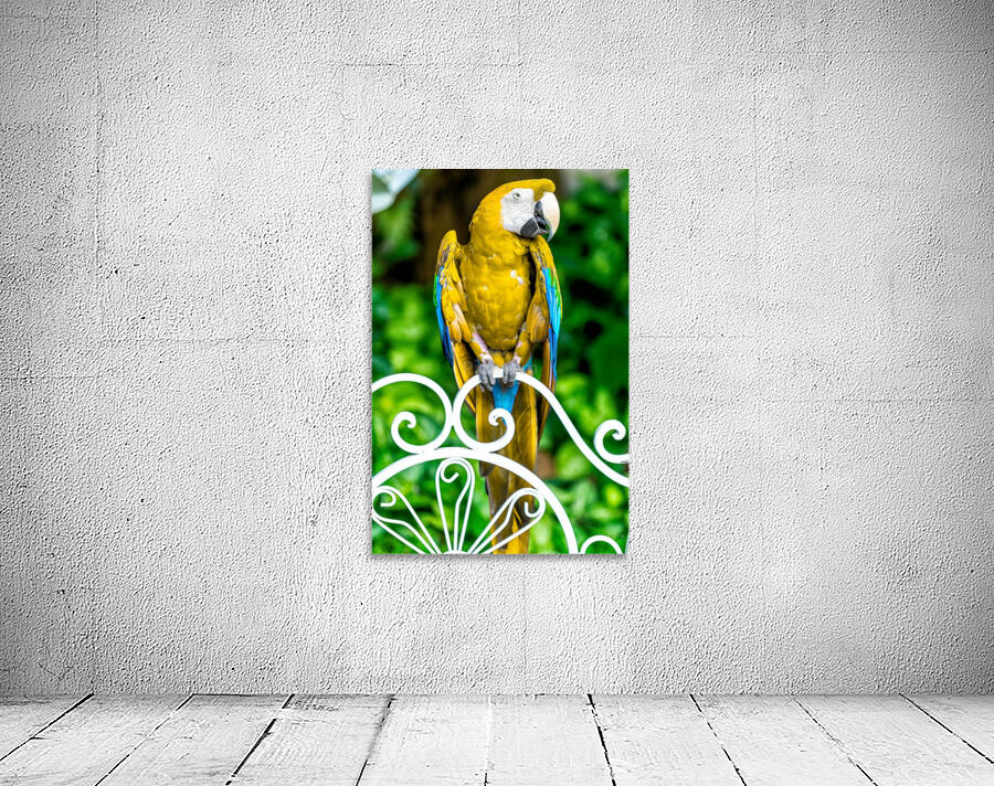 Macaw Wall Preview