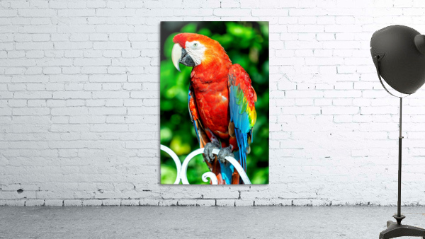 Red Macaw Wall Preview