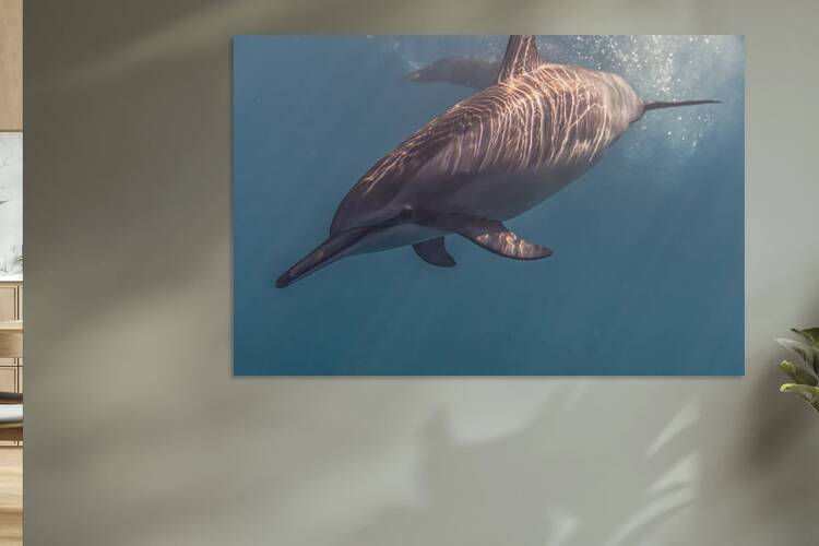 Light and Motion Dolphin Beneath Hawaiian Waters by Tropical Dreams Photography