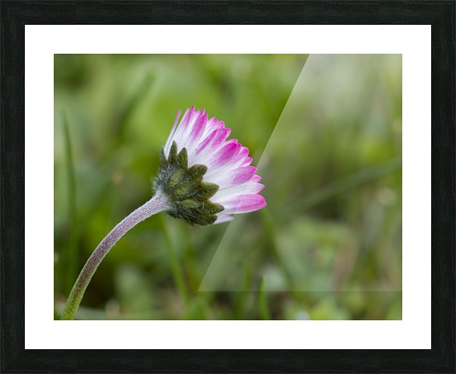 Spring flower Picture Frame print
