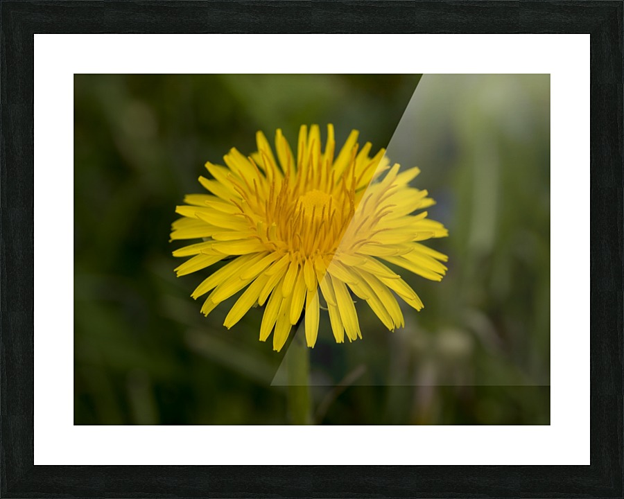 Dandelion macro Picture Frame print