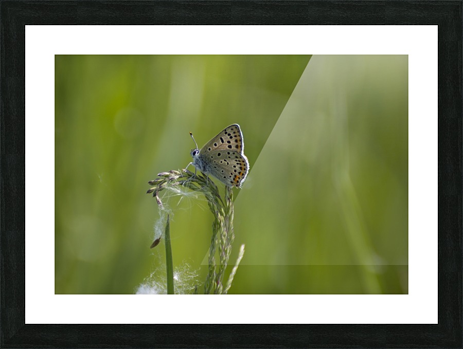 Common blue butterfly Picture Frame print