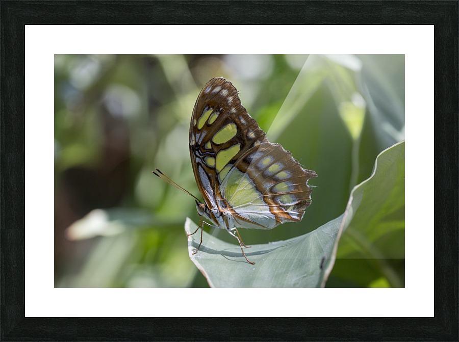 Malachite butterfly Picture Frame print