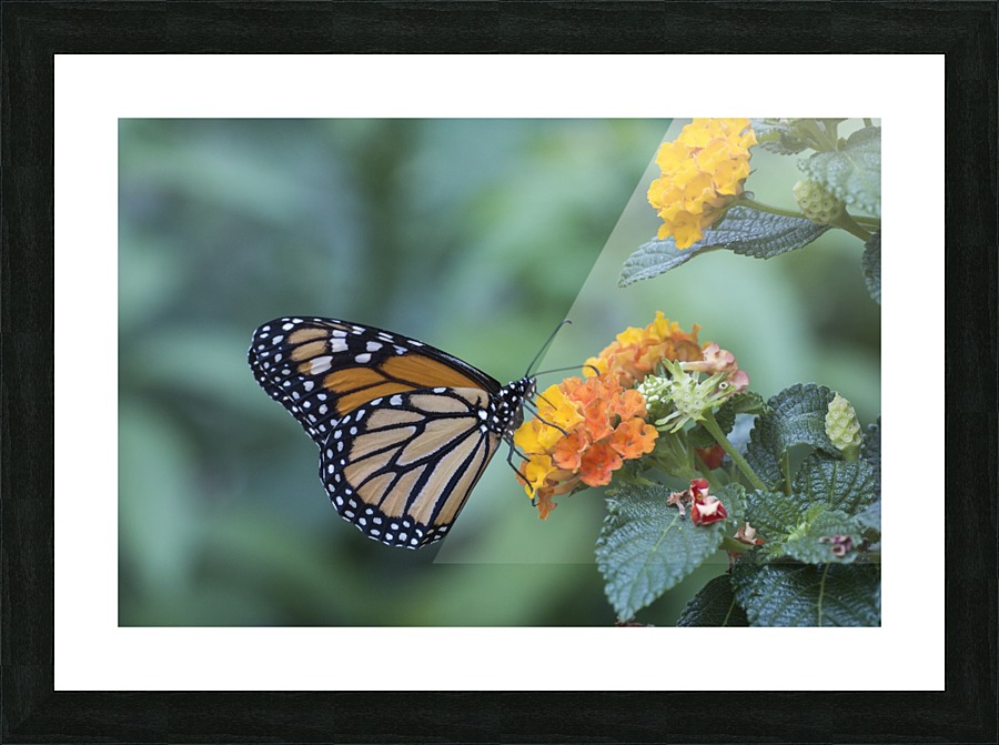 Monarch butterfly Picture Frame print