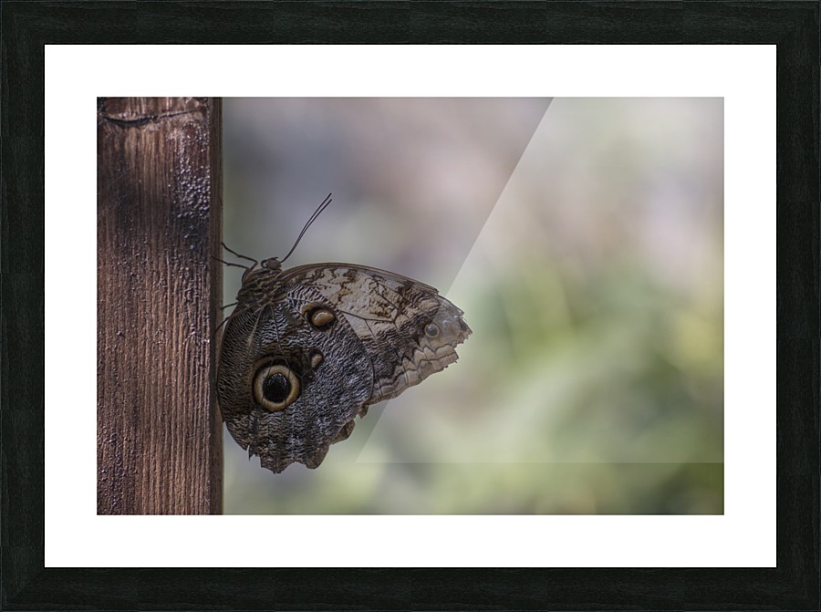 Owl butterfly Picture Frame print