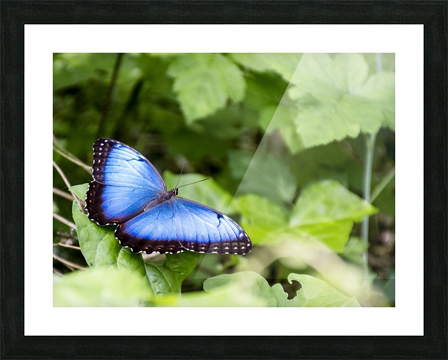 Morpho peleides butterfly Picture Frame print