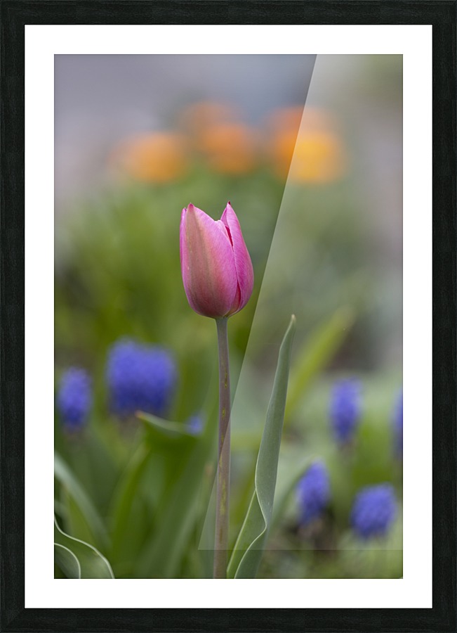 Tulip Picture Frame print