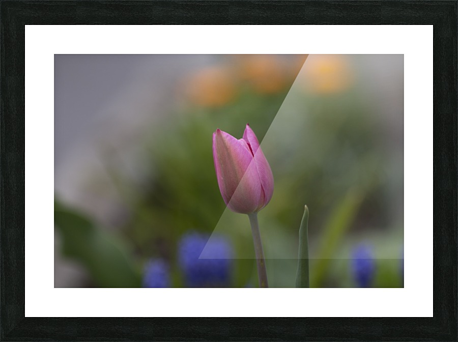 Tulip Picture Frame print