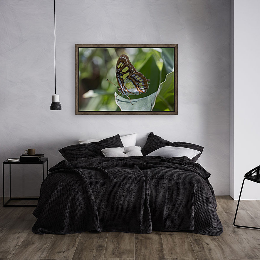 Malachite butterfly Reproduction