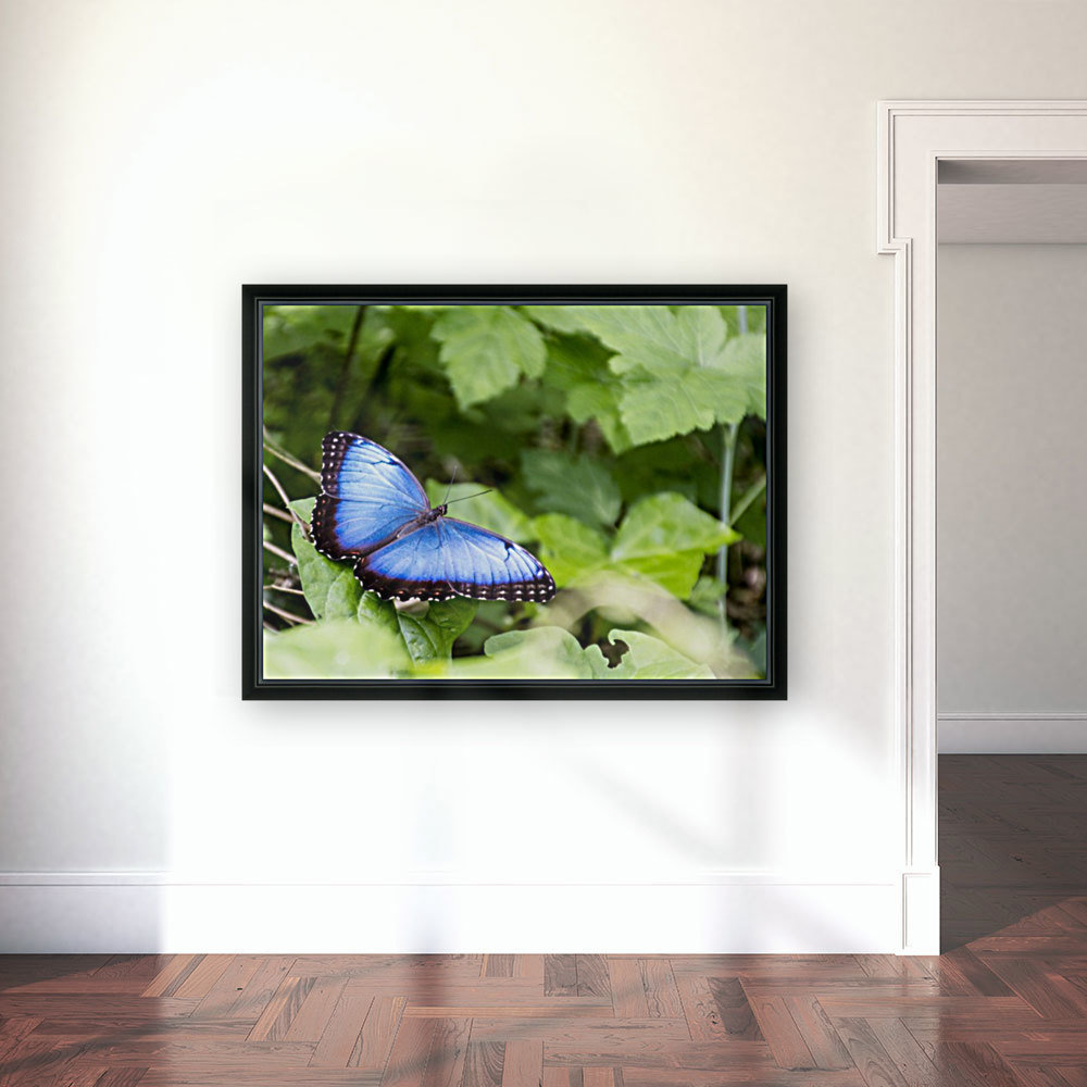 Morpho peleides butterfly Reproduction