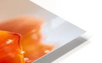 Orange tulips HD Metal print