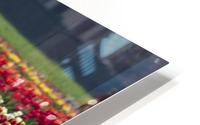Tulip field HD Metal print