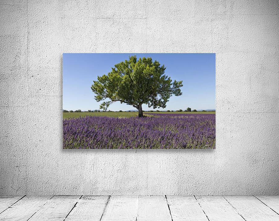 Tree in a lavender field Wall Preview